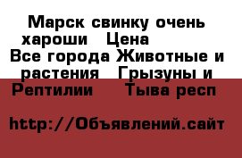 Марск свинку очень хароши › Цена ­ 2 000 - Все города Животные и растения » Грызуны и Рептилии   . Тыва респ.